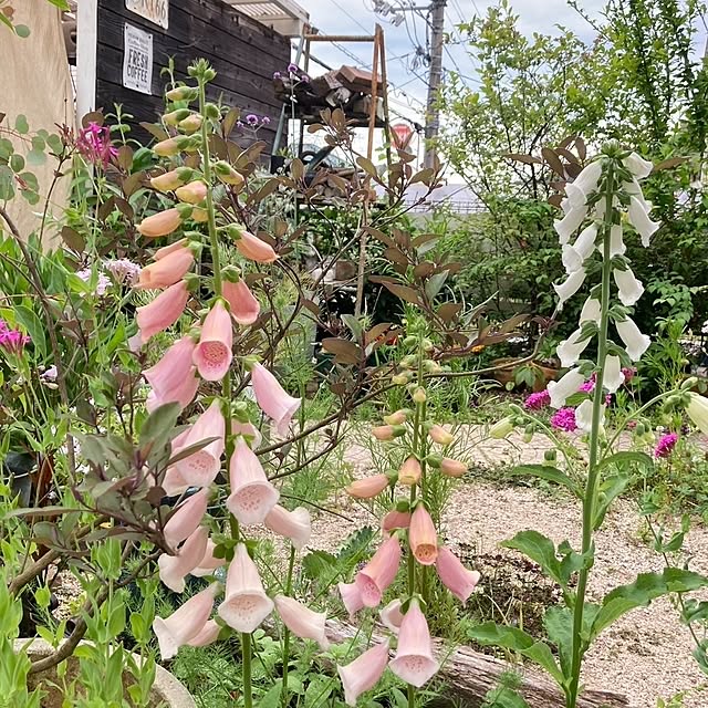 min_nimさんの実例写真