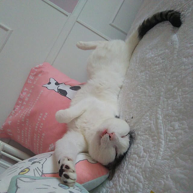 sakuraさんの実例写真