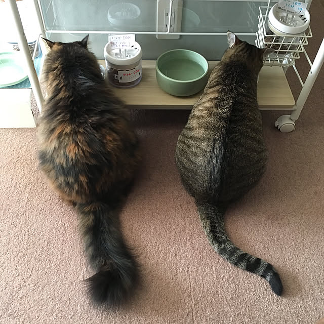 mikomaruさんの実例写真