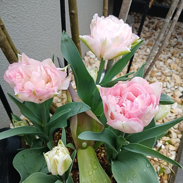 kaanaさんの実例写真