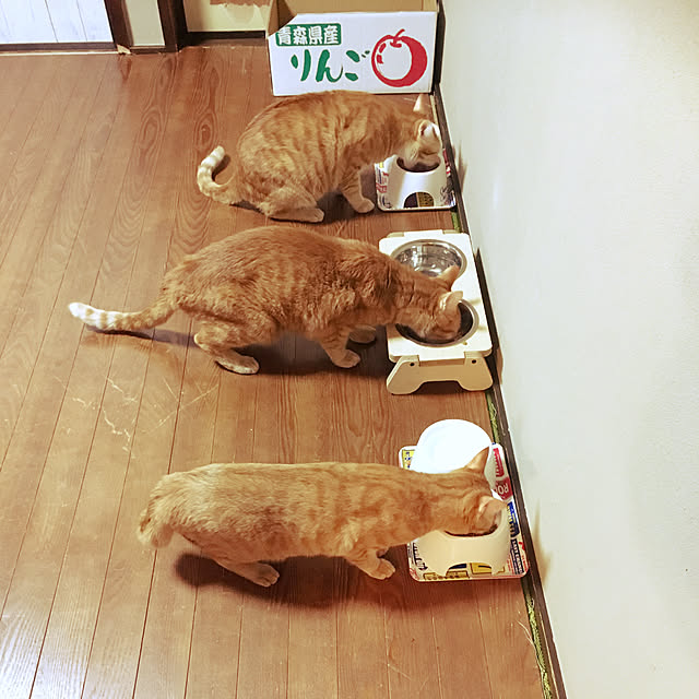 ykariさんの実例写真