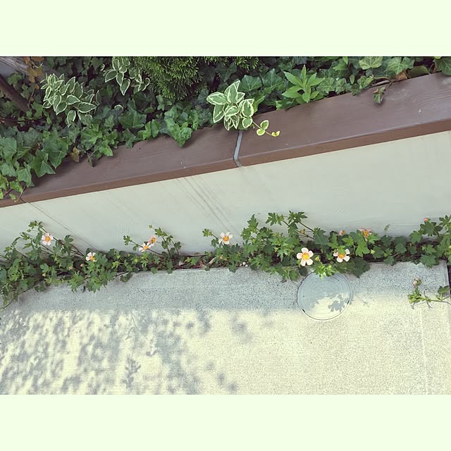 Celiさんの実例写真