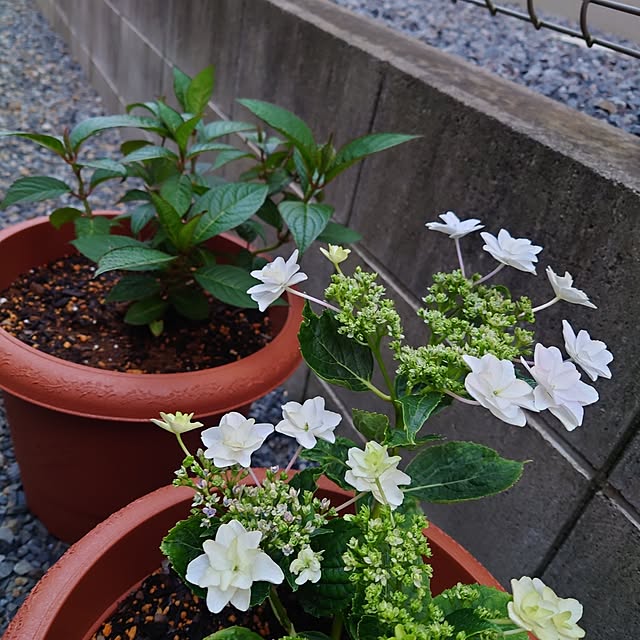 ponchanさんの部屋
