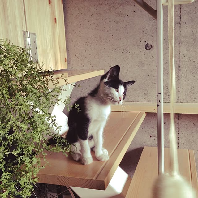ziziguguさんの実例写真
