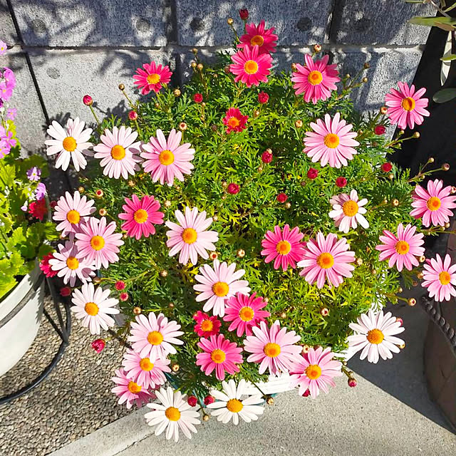 VERANDARJUNさんの実例写真