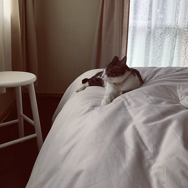 Shihoさんの実例写真
