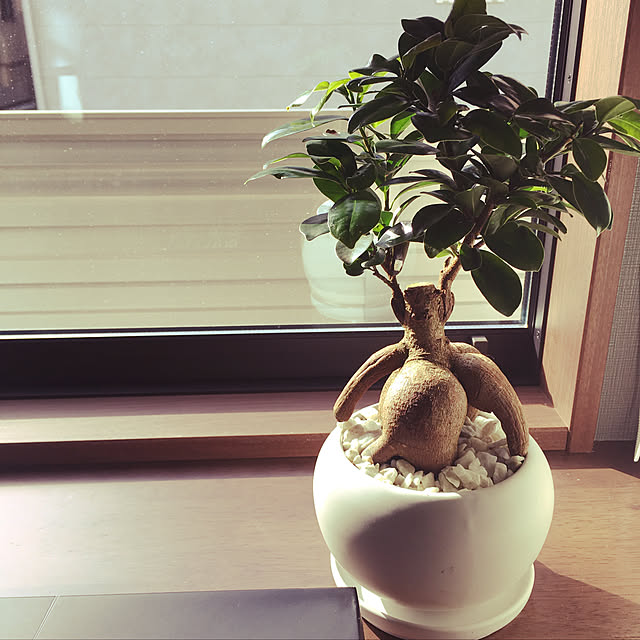 観葉植物/机のインテリア実例 - 2020-03-29 22:38:19