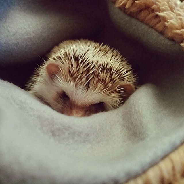 kuruさんの実例写真