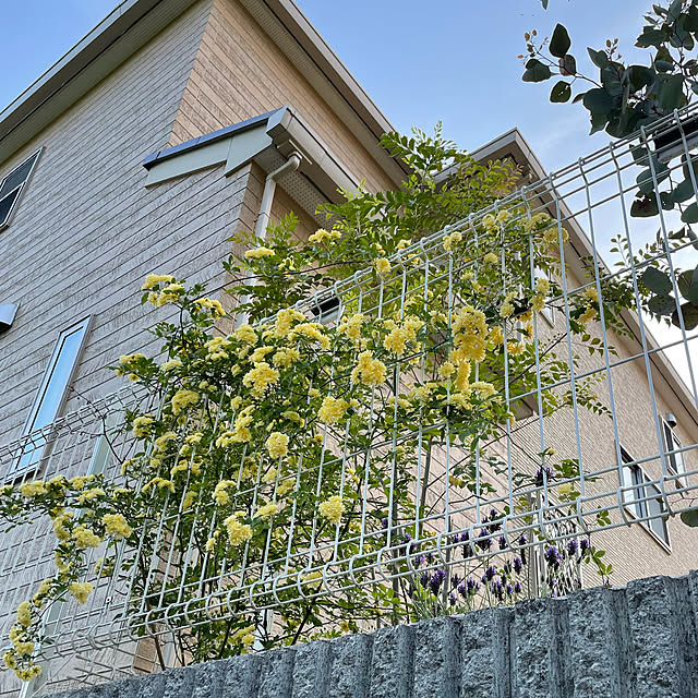 maple.little.houseさんの実例写真