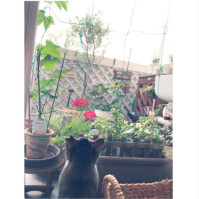nekomiさんの実例写真