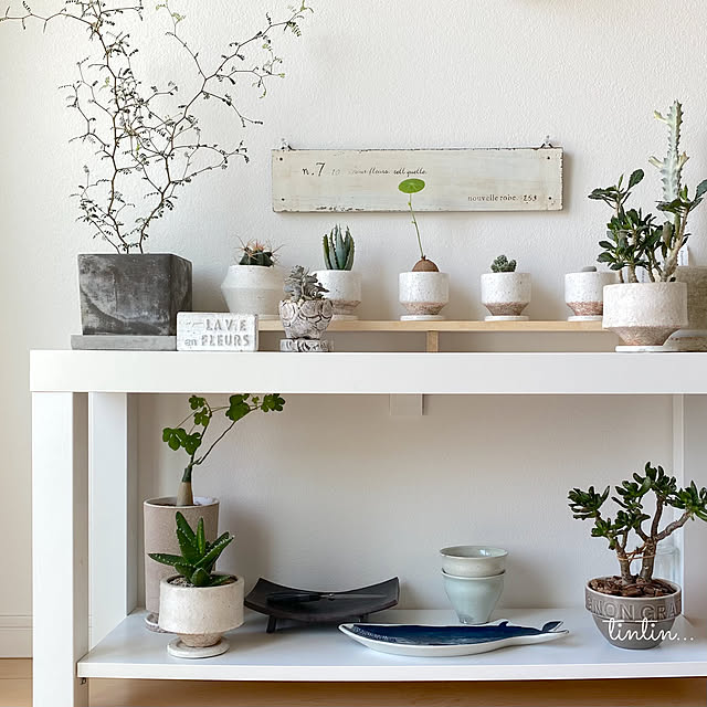 お気に入りの鉢 観葉植物のある暮らしのおすすめ商品と