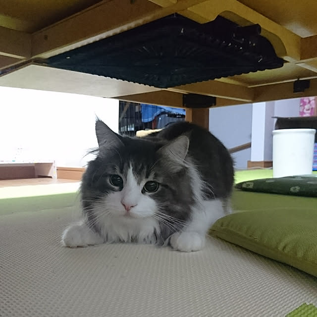 shinobuさんの実例写真