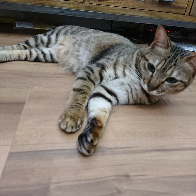 poniさんの実例写真