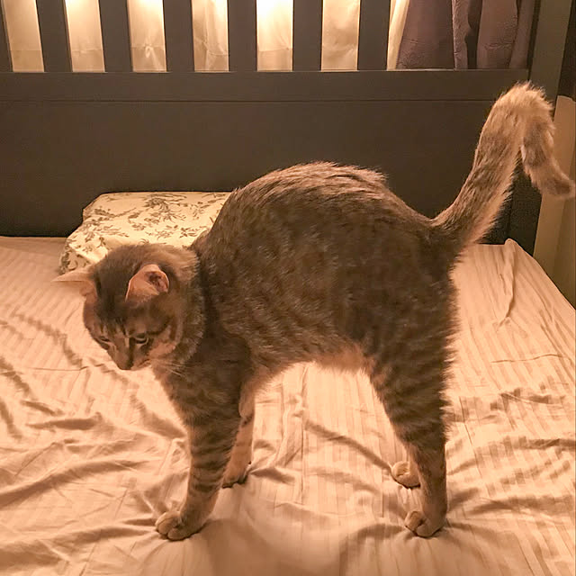 Nilさんの実例写真