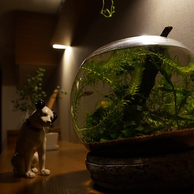 kinako_shiro_ginさんの実例写真