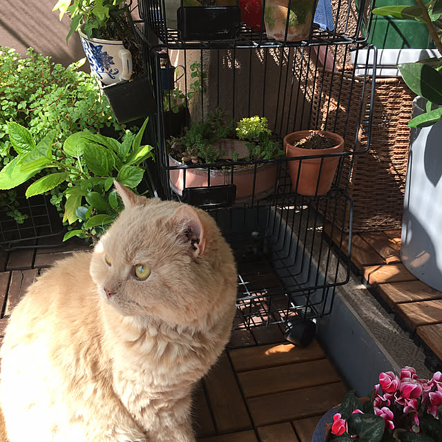 naokoさんの実例写真