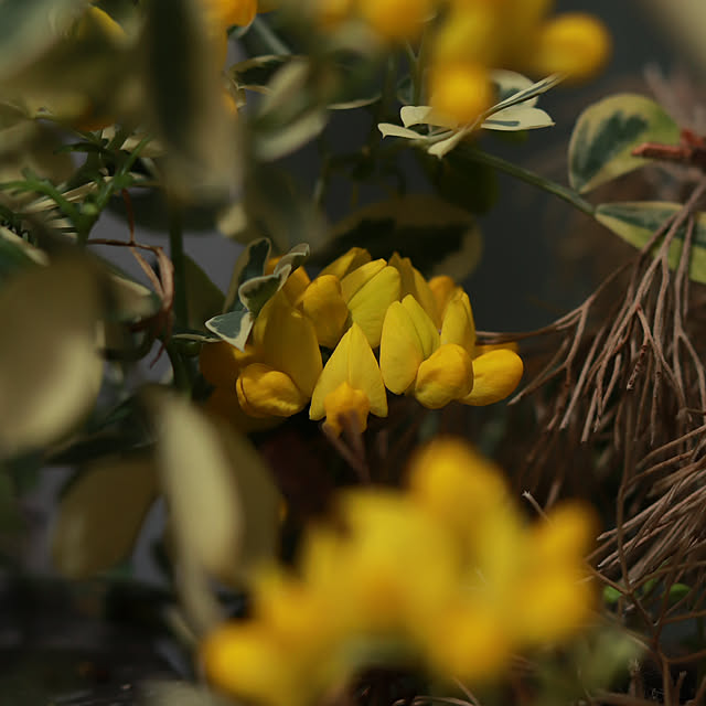 castellan1123さんの部屋