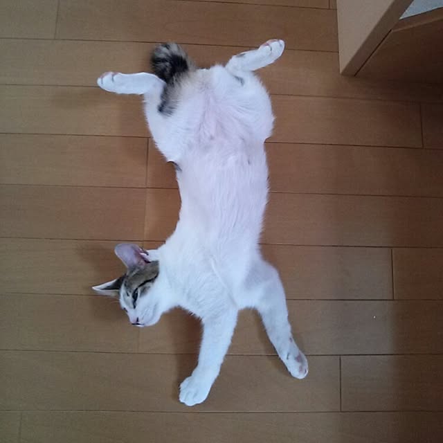 kamekoさんの実例写真