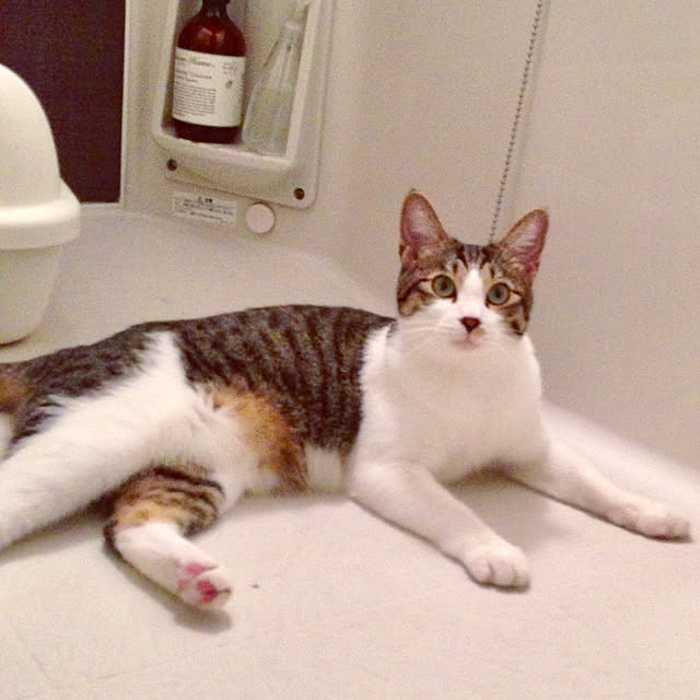 実例写真