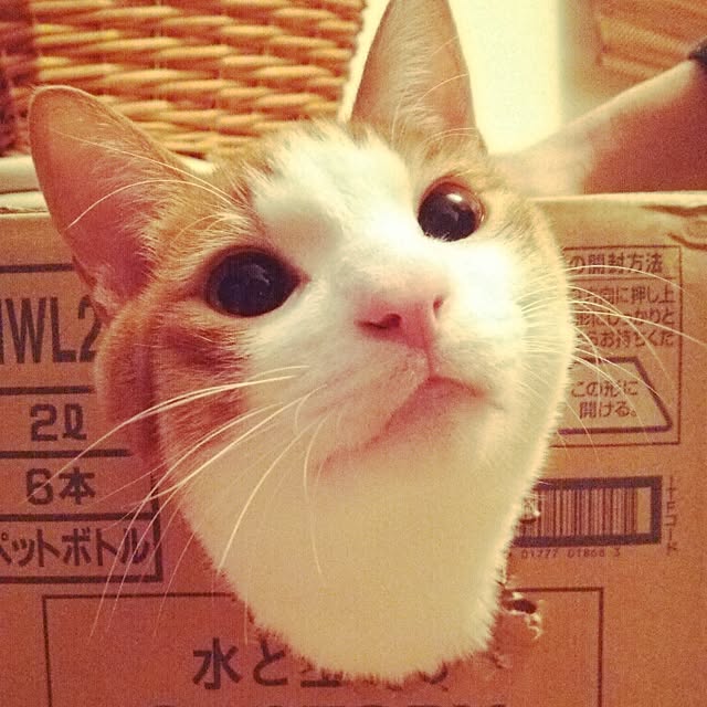 tamacharouさんの実例写真