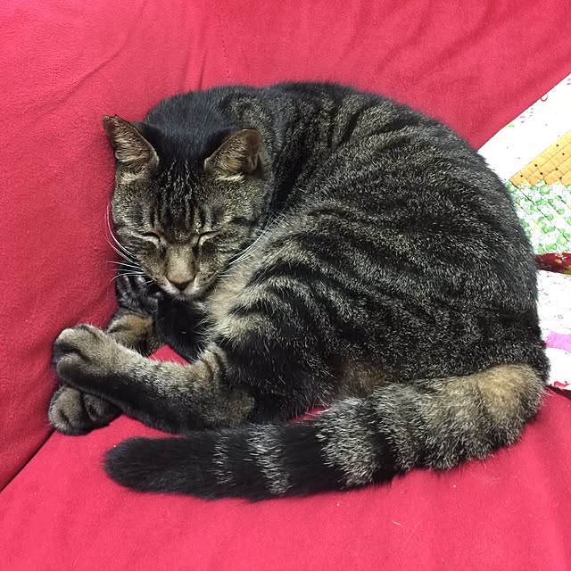 maikoujiさんの実例写真