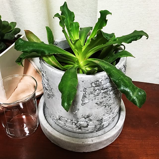 lilyさんの実例写真