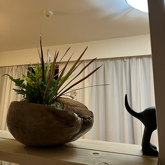 koshiregutyoさんの部屋