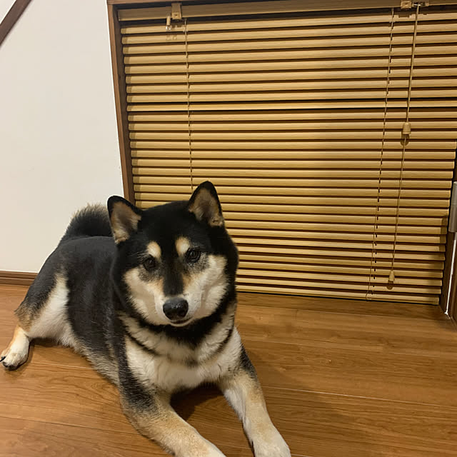 壁/天井/階段下を利用した収納/階段下収納DIY/階段下収納/柴犬...などのインテリア実例 - 2024-06-16 08:17:24
