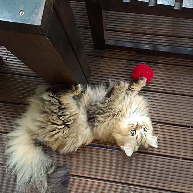 butachanさんの実例写真