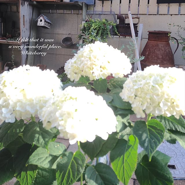 Whiteberryさんの実例写真