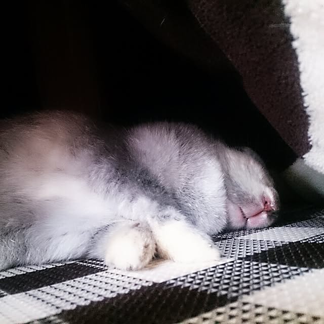 negiさんの実例写真