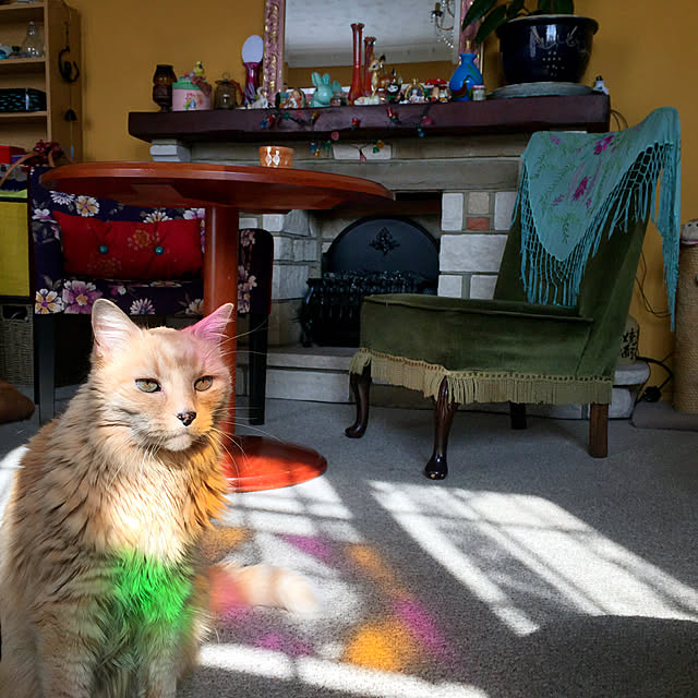 nekohigeさんの実例写真