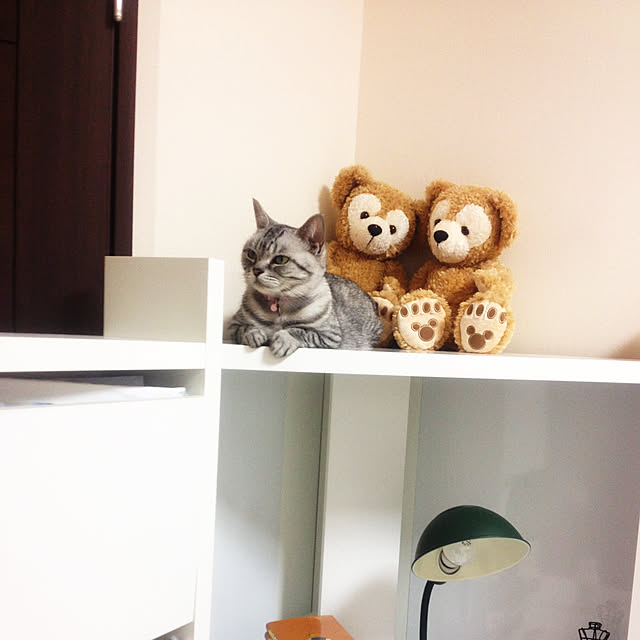 kabosuさんの実例写真