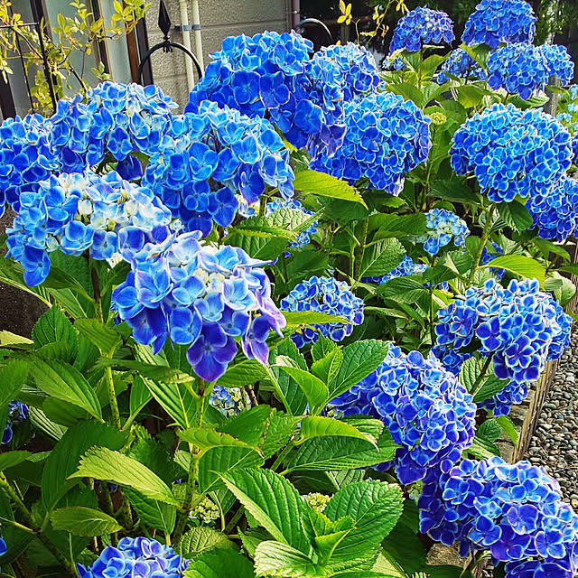 gardengardenさんの実例写真