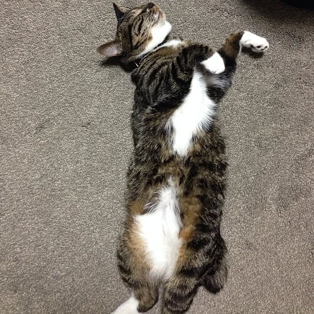 sakuraさんの実例写真