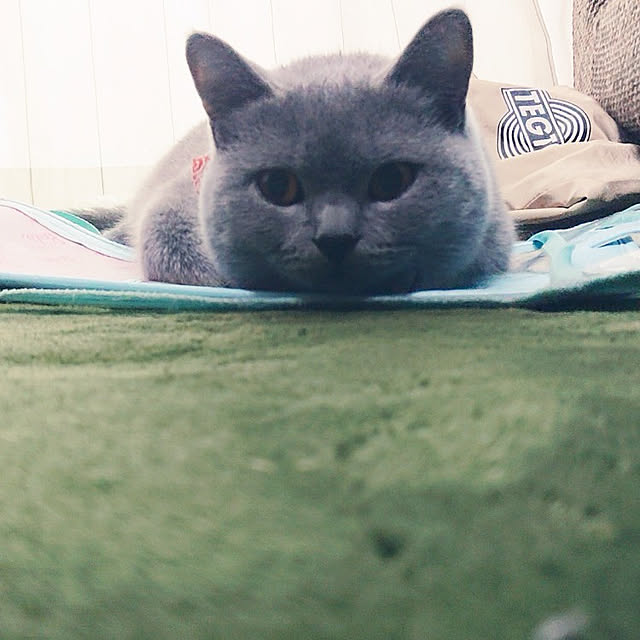 moonrapeさんの実例写真