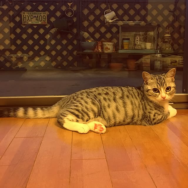 Shojiさんの実例写真
