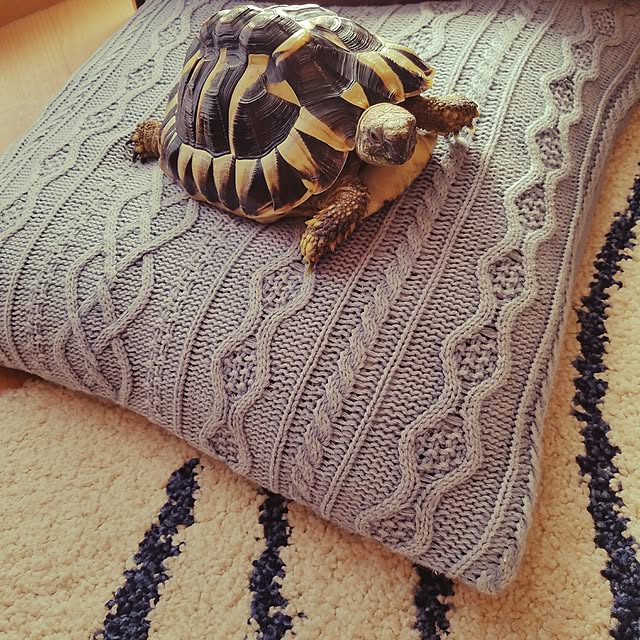YUYUさんの実例写真