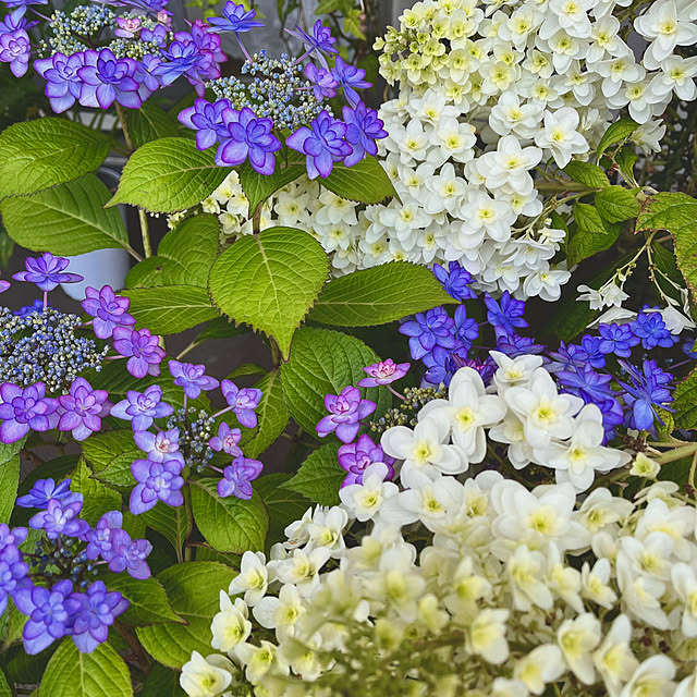 ochoriさんの部屋