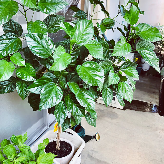 hanachanさんの部屋