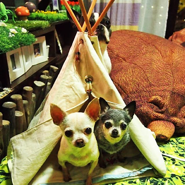 tubutanさんの実例写真