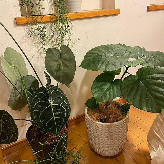実例写真