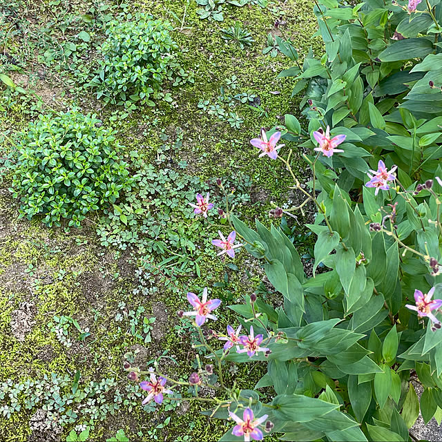 kakoさんの実例写真