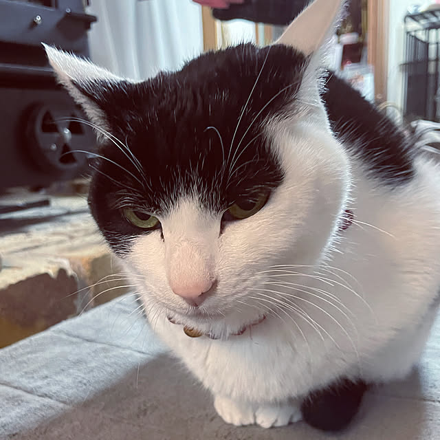nekosamaさんの実例写真