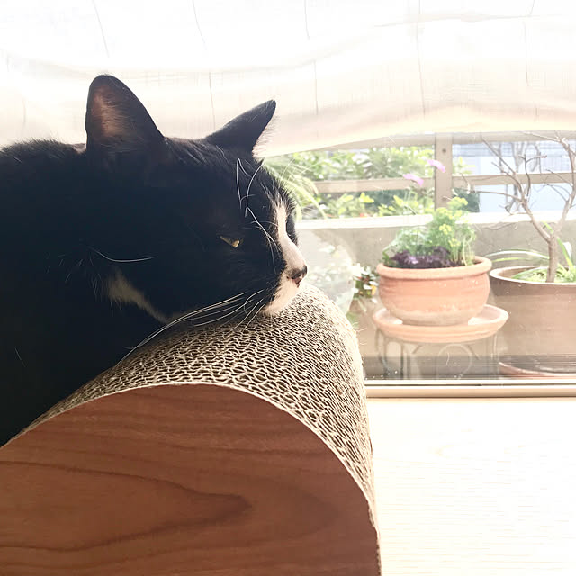 pooさんの実例写真