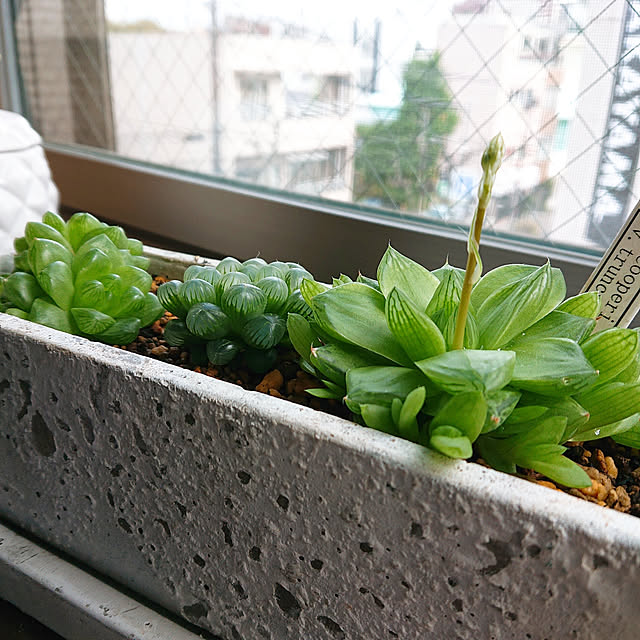 cocosorasakuさんの実例写真