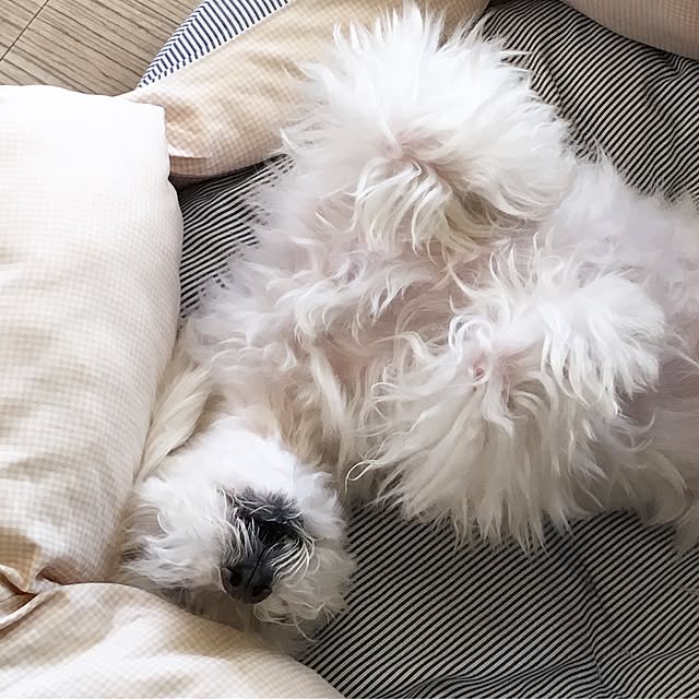 pinさんの実例写真