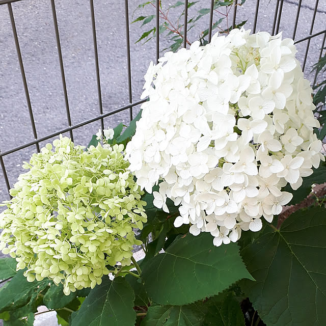 valleさんの実例写真