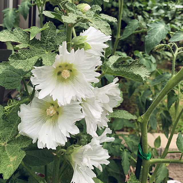 noinoi99さんの実例写真