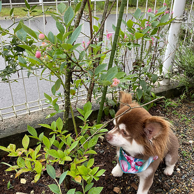 chIoeさんの実例写真